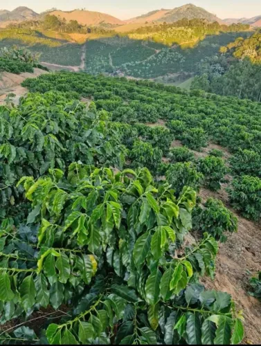 Terreno com café