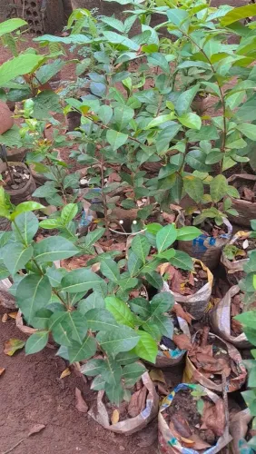 Mudas de acerola 
