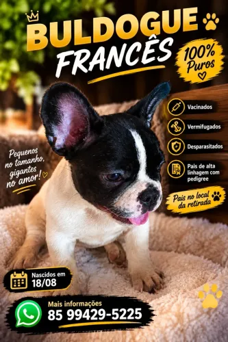 Filhote de buldogue francês 