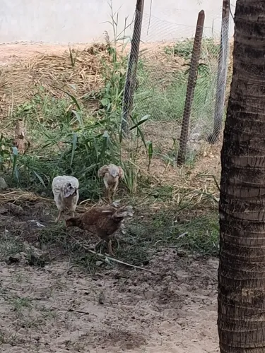 Galinha caipira