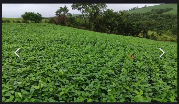 Fazenda a venda em Nova Santa Barbara - Londrina pr