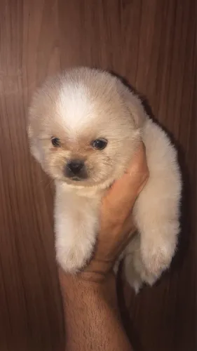 Lulu da Pomerania x Shih tzu