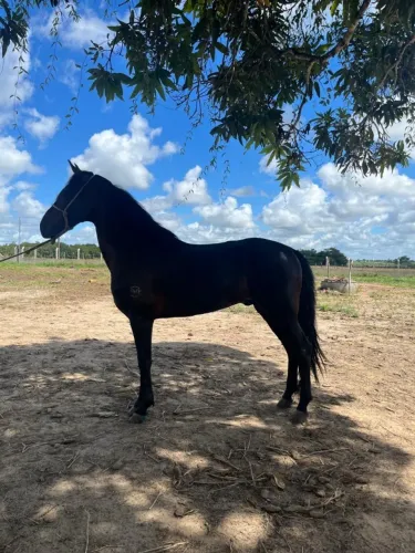 Cavalo Registro no Definitivo Magalarga Machador