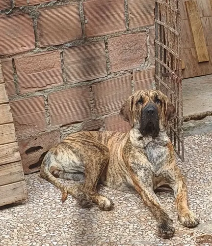 Fêmea de fila Brasileiro 
