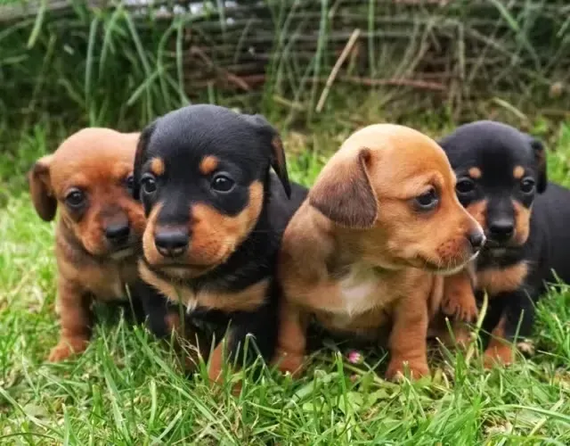 Dachshund filhotes