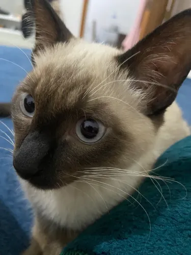 Gatinho para adoação