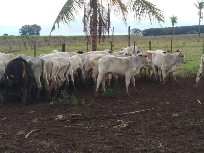 Bezerras