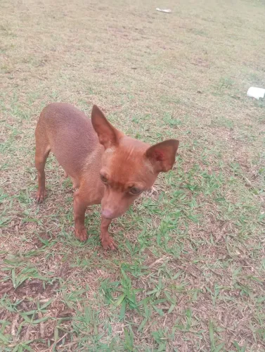 Pinscher fêmea vendo ou faço troca outra fêmea