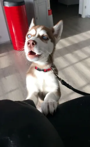Husky siberiano Um presente que cresce junto com as lembranças