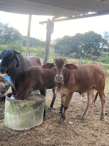 1 Bezerro 1 uma  bezerra 