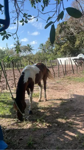 Cavalo