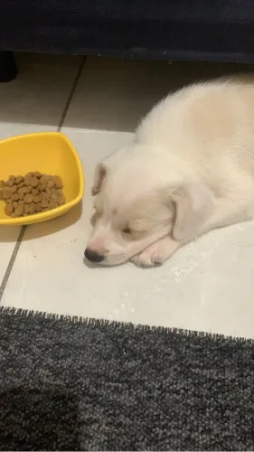 Doação de um filhote de cachorro 