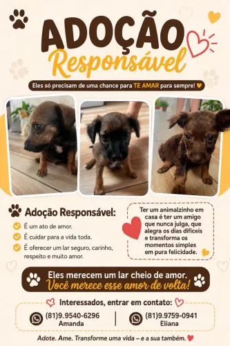 Adoção responsável Pets