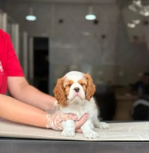 Cavalier King com Garantia de Saúde + V10 Importada | Loja Física