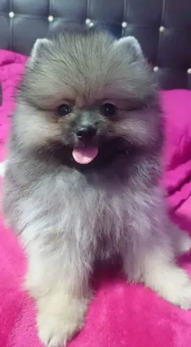 Quero doar meu pet