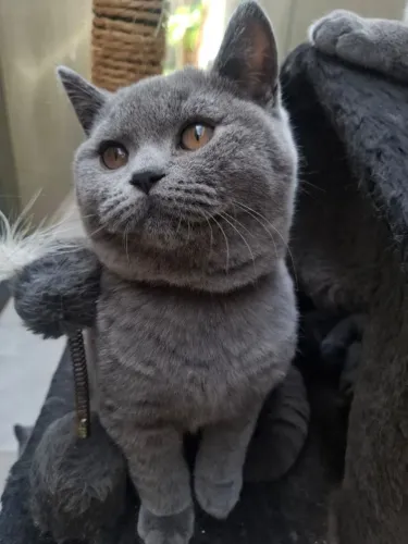 Gatos British shorthair (filhote macho)