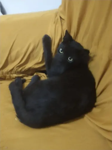 Adote esse Gato