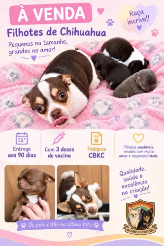 ? FILHOTES DE CHIHUAHUA À VENDA ?