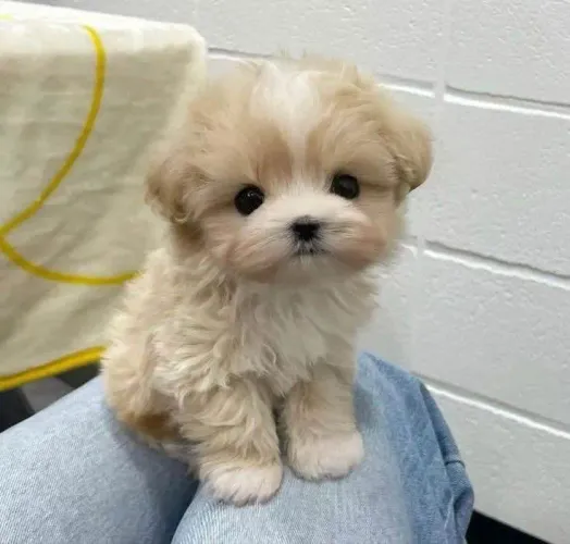 Filhote shih tzu, O amor verdadeiro é peludo e adora brincar!