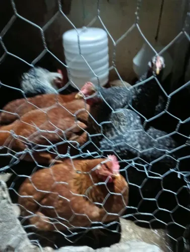Vendos galinha caipira