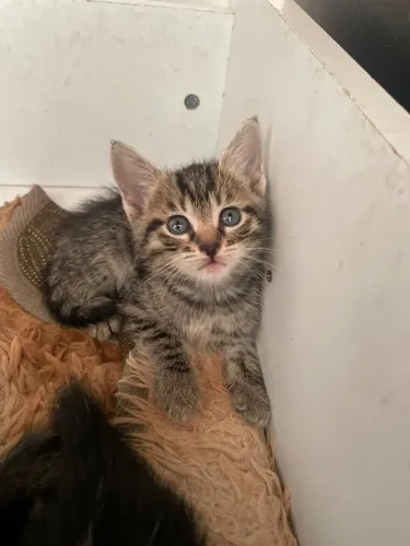 Gatos