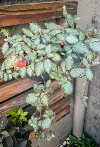 Planta Tapete / Begônia