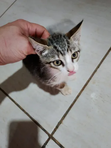 Doa-se Lindas Gatinhas