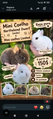 Vende - se mini coelhos Nerthelend Dwarf anão