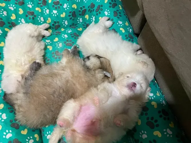 Lulu Spitz Anão legítimo - Fotos Reais