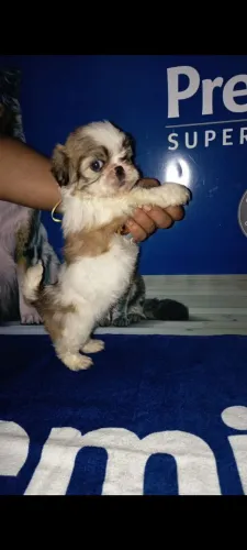 Shih Tzu em 10x sem juros no cartão