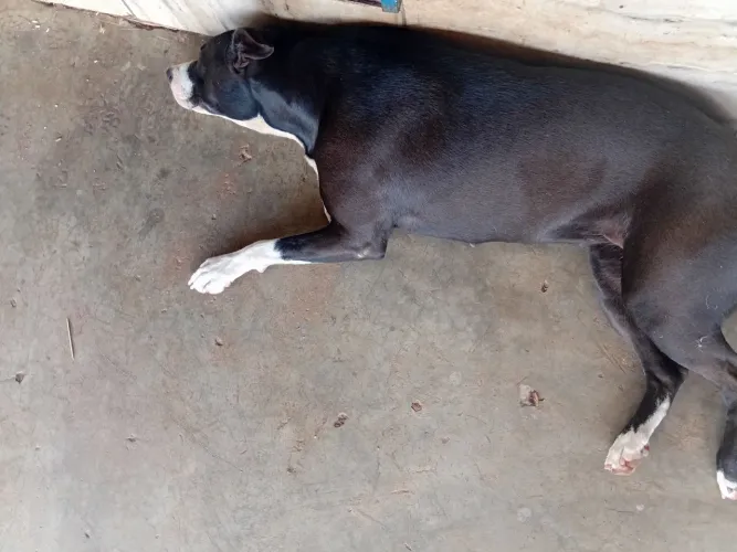 Estou doando essa cachorrinha. Fêmea