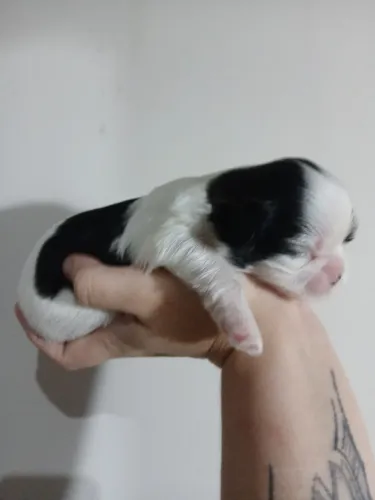 Para reserva shih tzu, macho