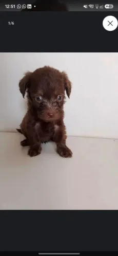 Vendendo 4 Filhotes ? da raça Poodle Toy ?