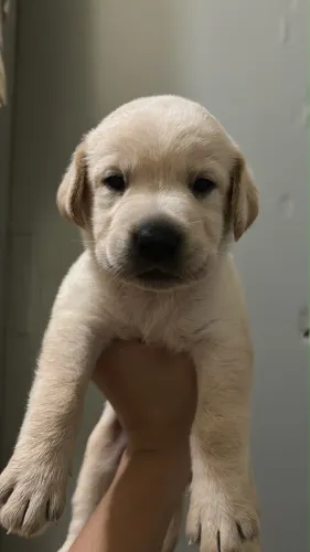 Filhotes de labrador