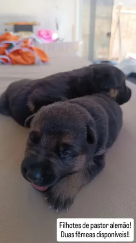 Filhotes de pastor alemão 