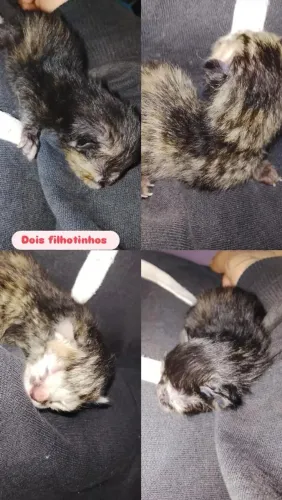 Gatos