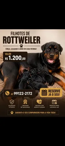 Rotwailler