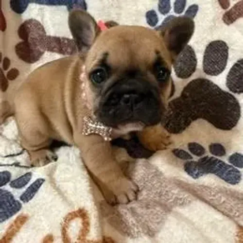 Bulldog Francês,Bulldog Francês Filhote Linda Linhagem Disponível
