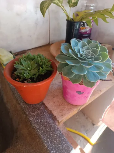 Suculentas 