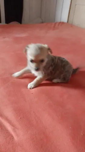 Vendo cachorrinha da raça schtiz com ilhasa