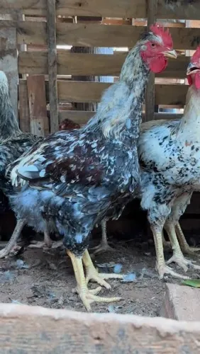 Galinha/galo