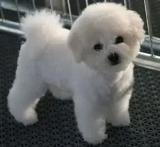 Bichon Frise Filhotes