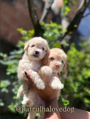 Poodles machos e fêmeas @patrulhalovedog