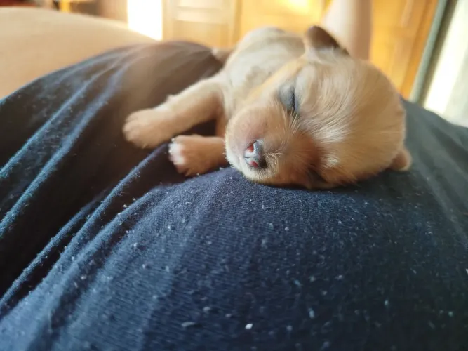 Lindos Lhasa Apso 7 geração pura com uma raridade na ninhada .