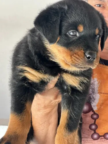 Rottweiler cabeça de Touro com pedigree 