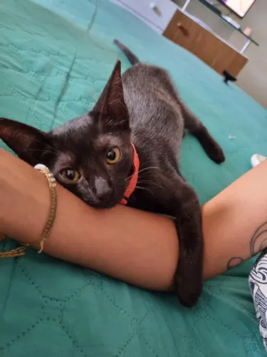 Babá Pet