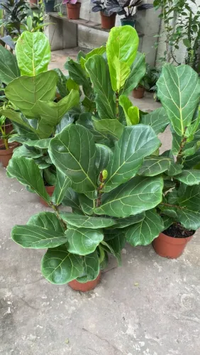 Ficus lirata