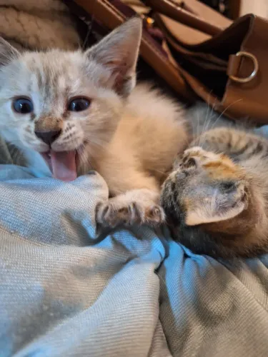 duas gatinhas pra adoção 