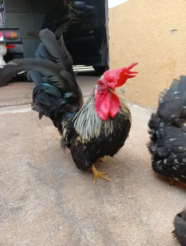 Galizé nagazaki casal