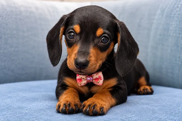 Filhotes Dachshund salsicha 